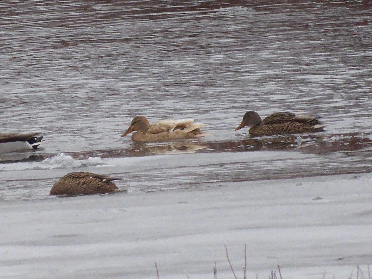 Mallard (Domestic type) - ML646738929