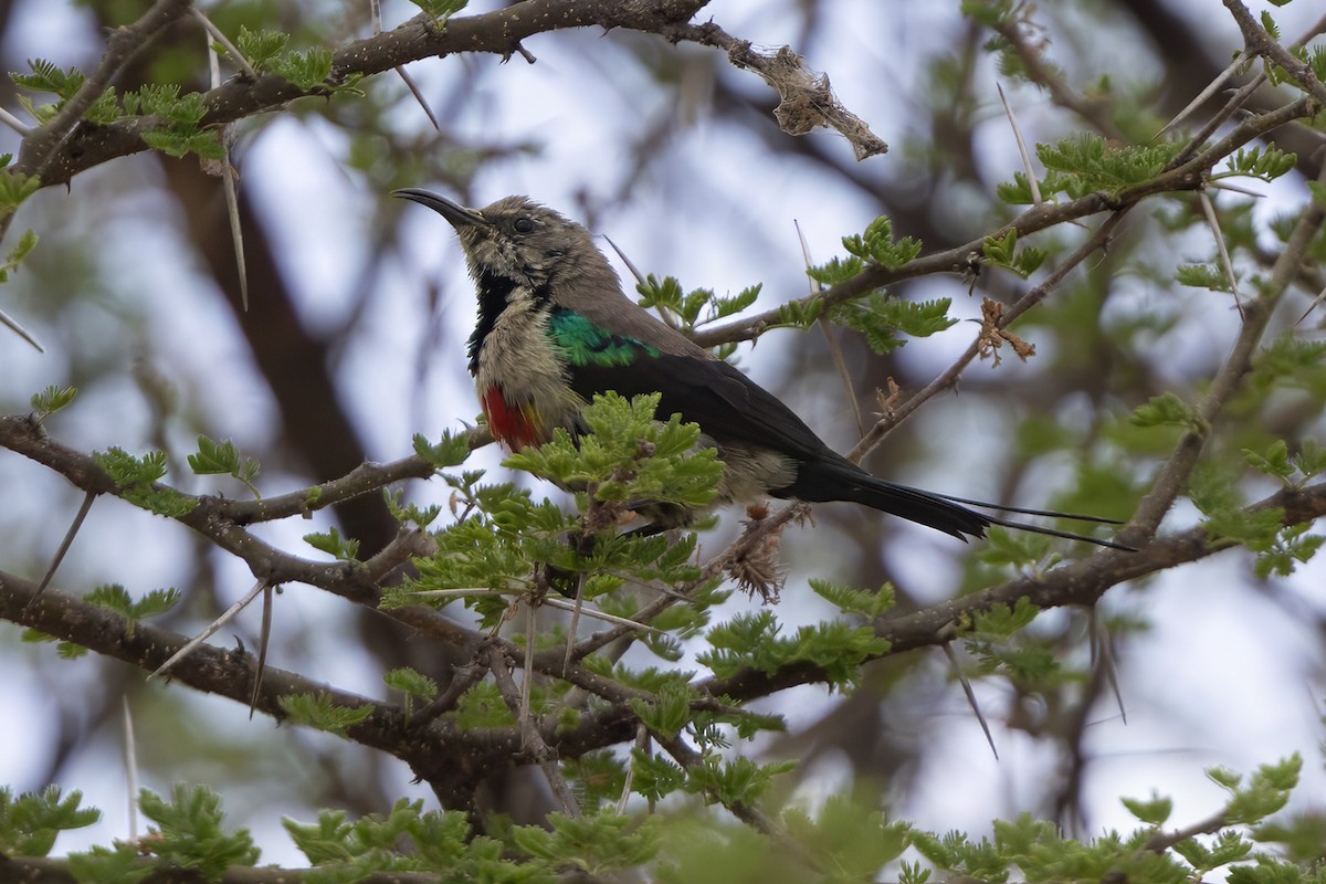 Gorgeous Sunbird - ML646738931