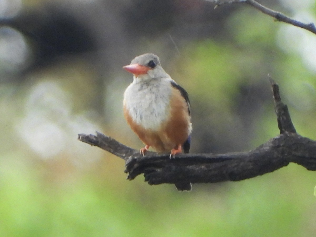 Gray-headed Kingfisher - ML646738933