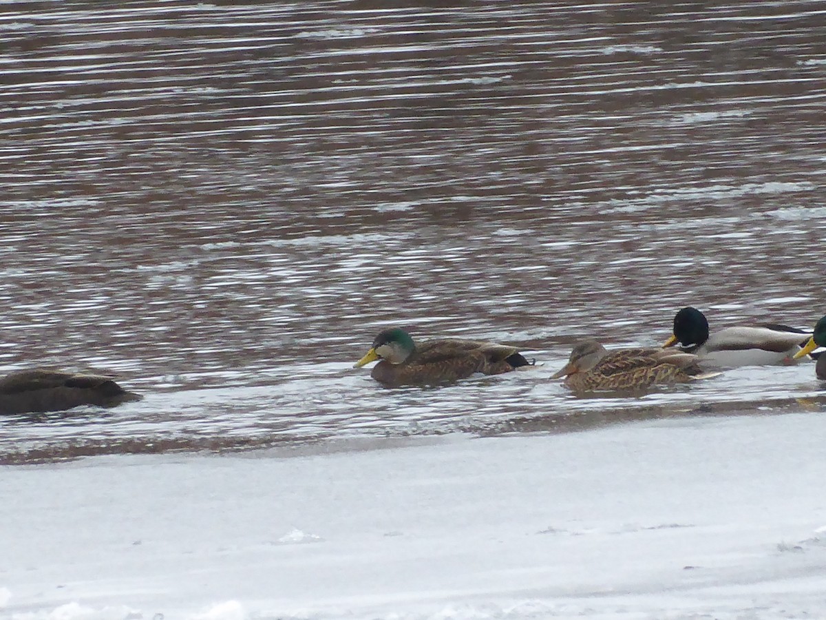 Mallard x American Black Duck (hybrid) - ML646738934