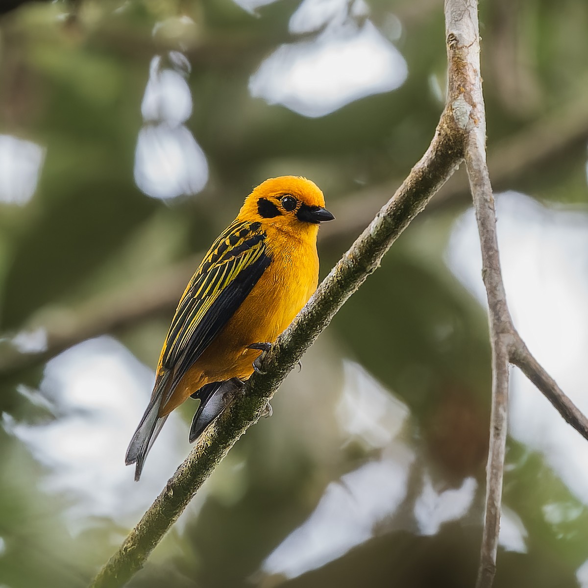 キンイロフウキンチョウ - ML646738935