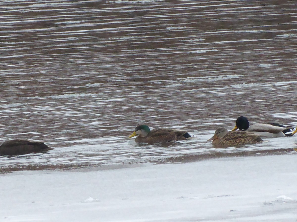 Mallard x American Black Duck (hybrid) - ML646738936