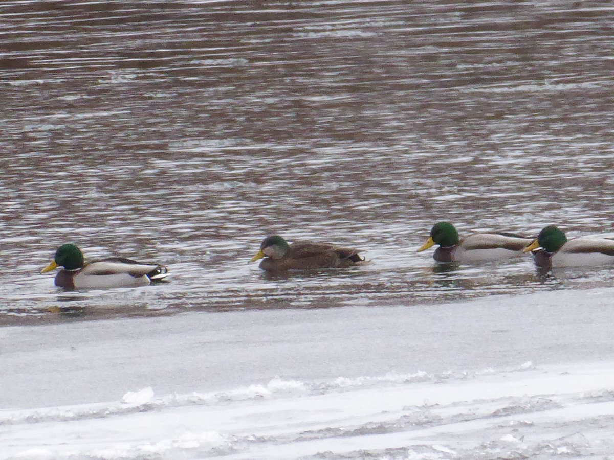 Mallard x American Black Duck (hybrid) - ML646738939