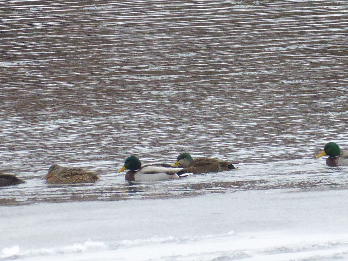Mallard x American Black Duck (hybrid) - ML646738942