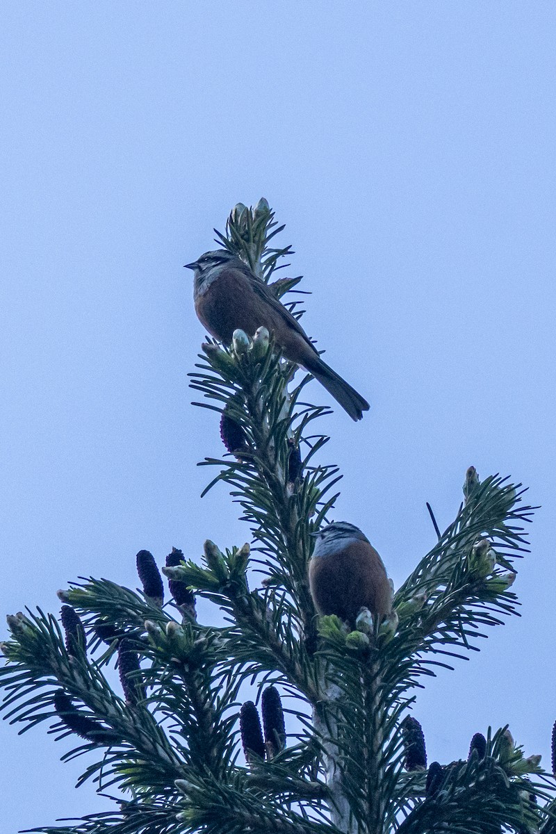 Rock Bunting - ML646738944