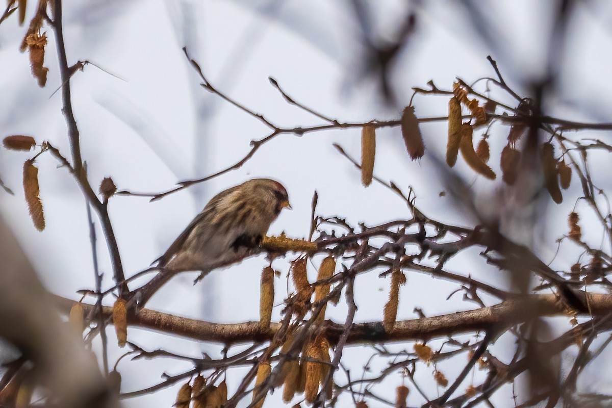 Redpoll - ML646738945