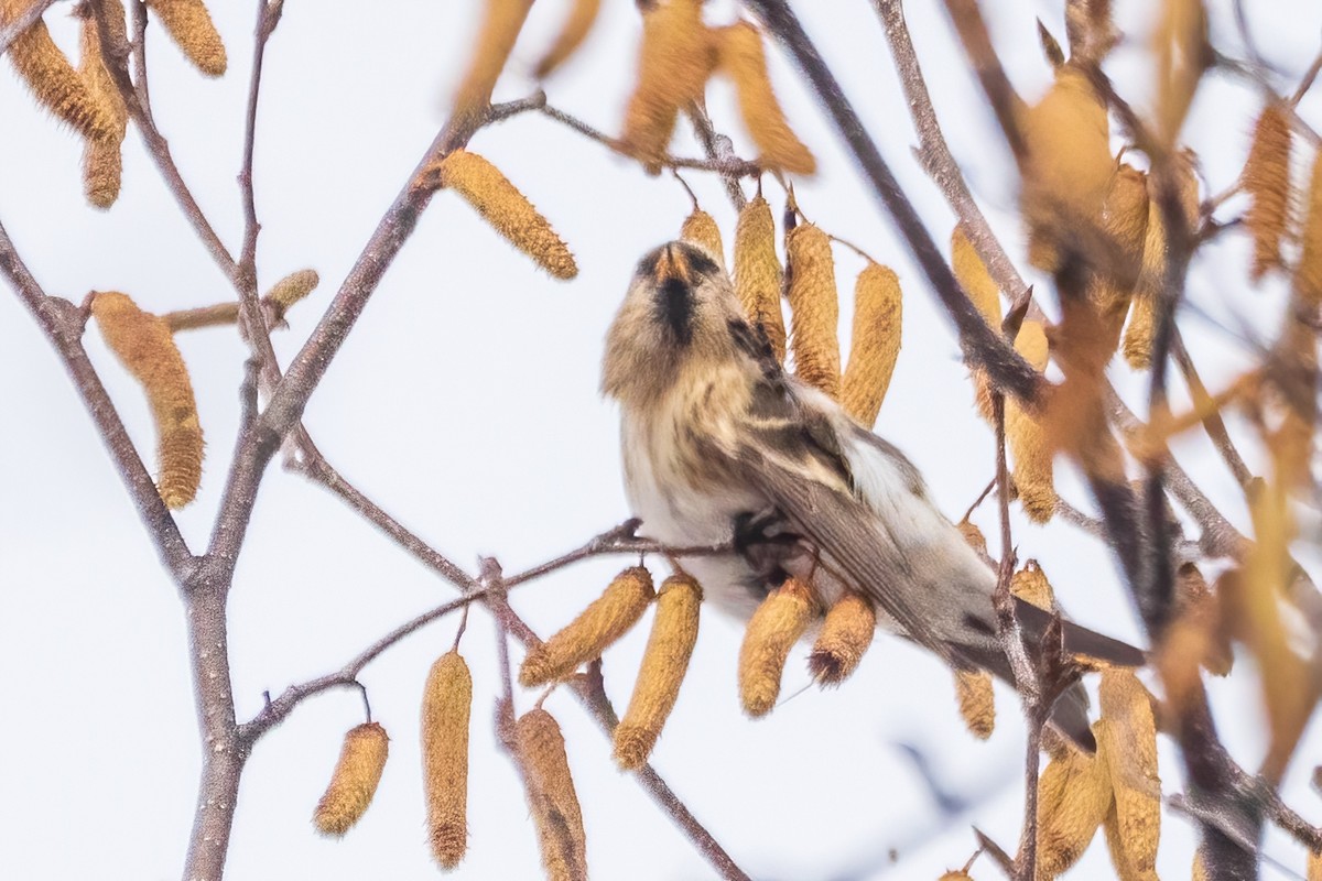 Redpoll - ML646738946