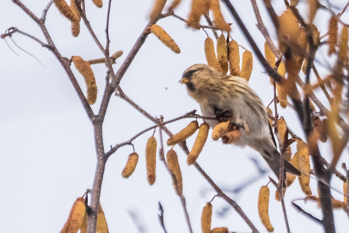 Redpoll - ML646738947