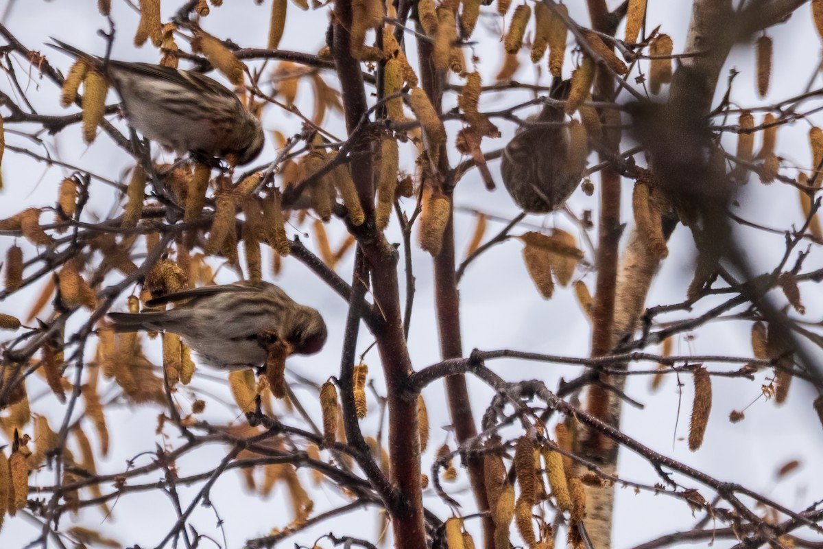 Redpoll - ML646738948