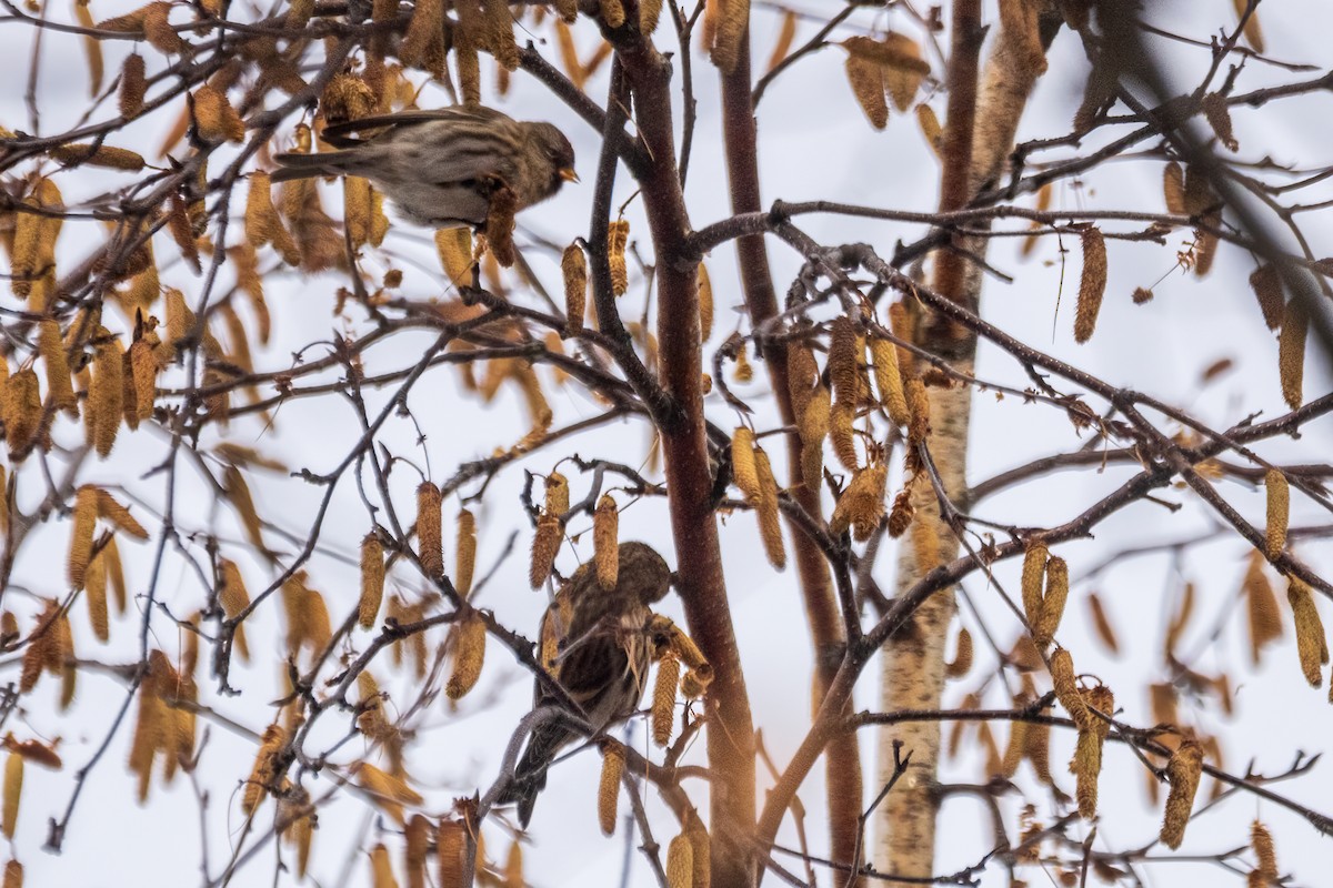 Redpoll - ML646738949
