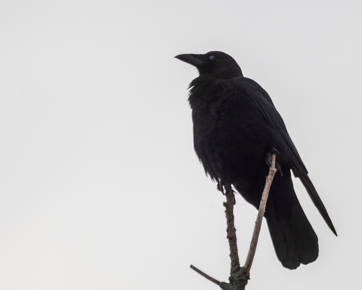 American Crow - ML646738950