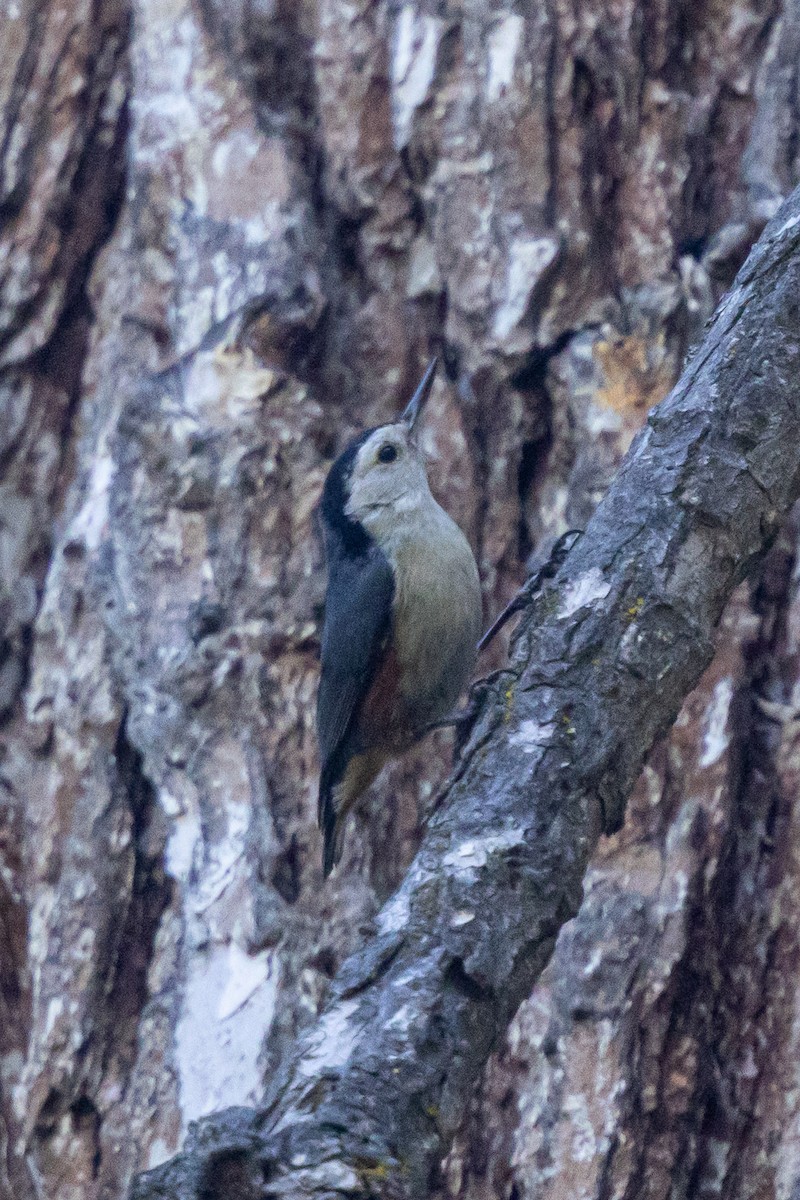 White-cheeked Nuthatch - ML646738951