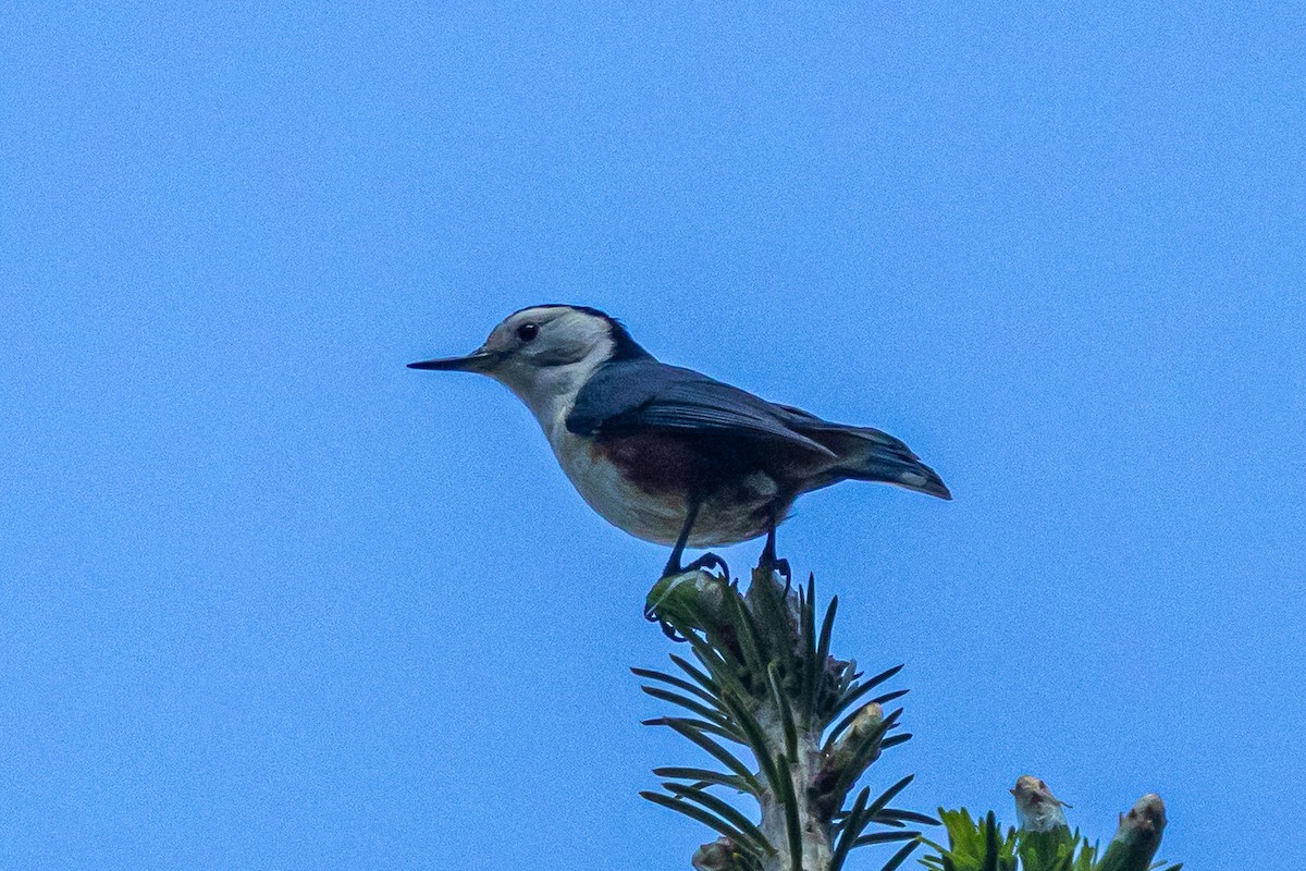 White-cheeked Nuthatch - ML646738952