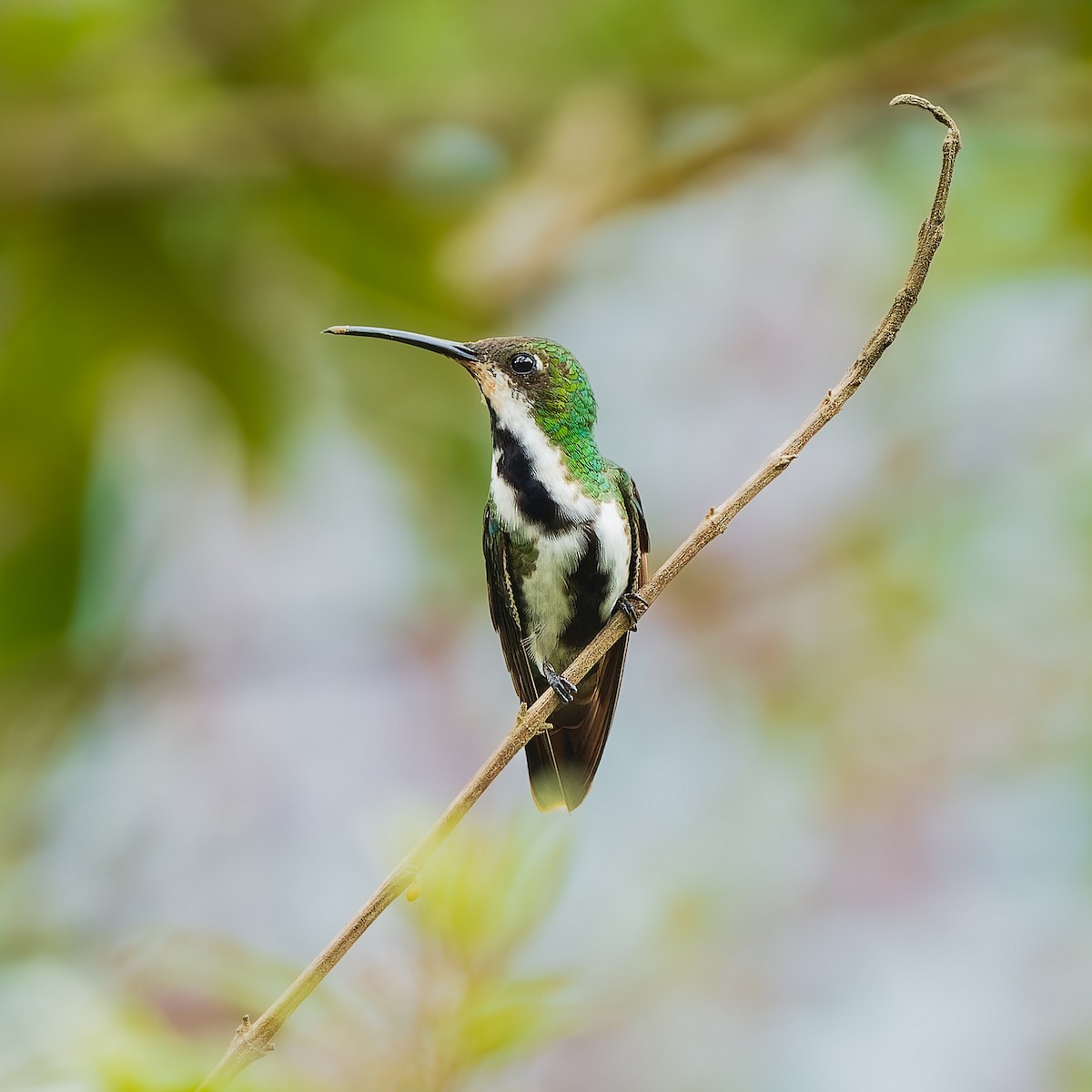 ムナグロマンゴーハチドリ - ML646738953