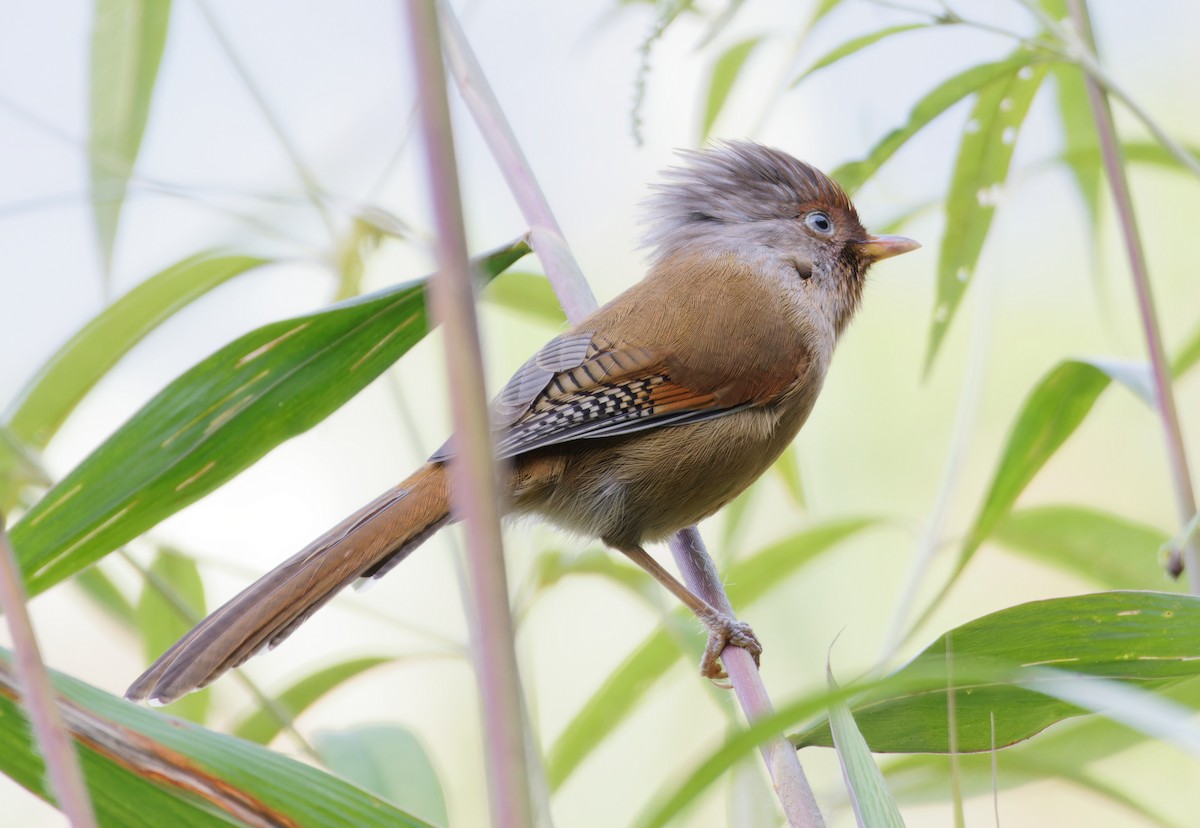 Rusty-fronted Barwing - ML646738955