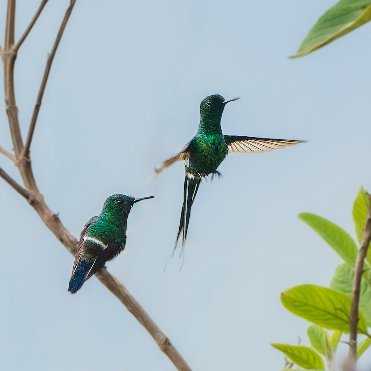 ミドリトゲオハチドリ - ML646738956