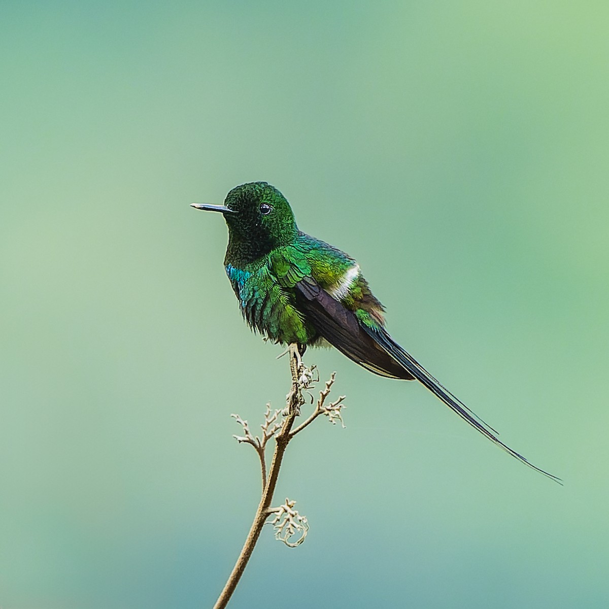 ミドリトゲオハチドリ - ML646738957