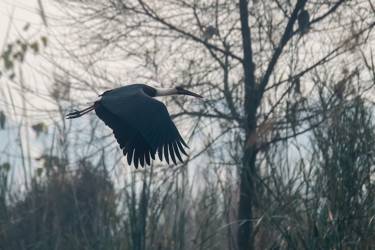 Лелека білошиїй - ML646738961