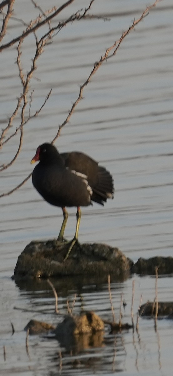 紅冠水雞 - ML646738962