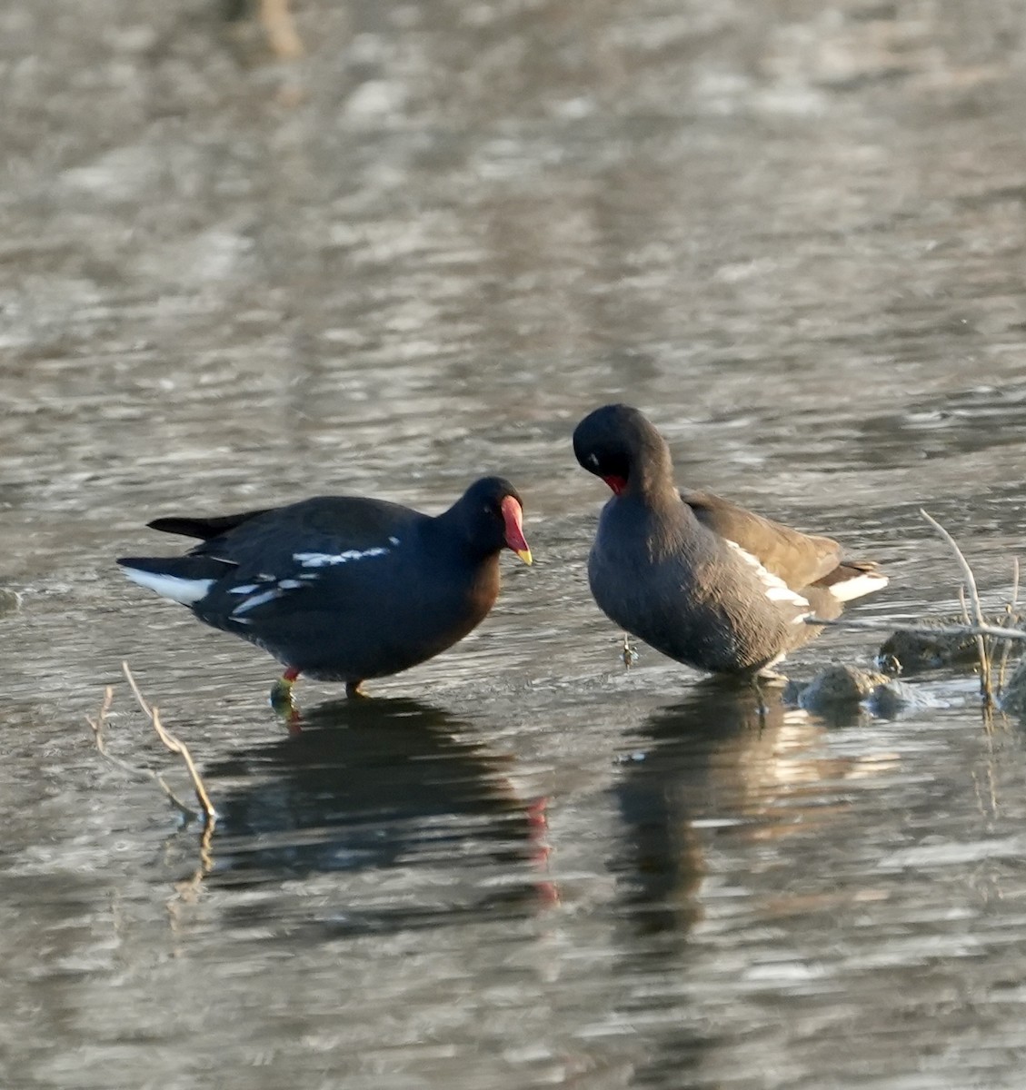 紅冠水雞 - ML646738963