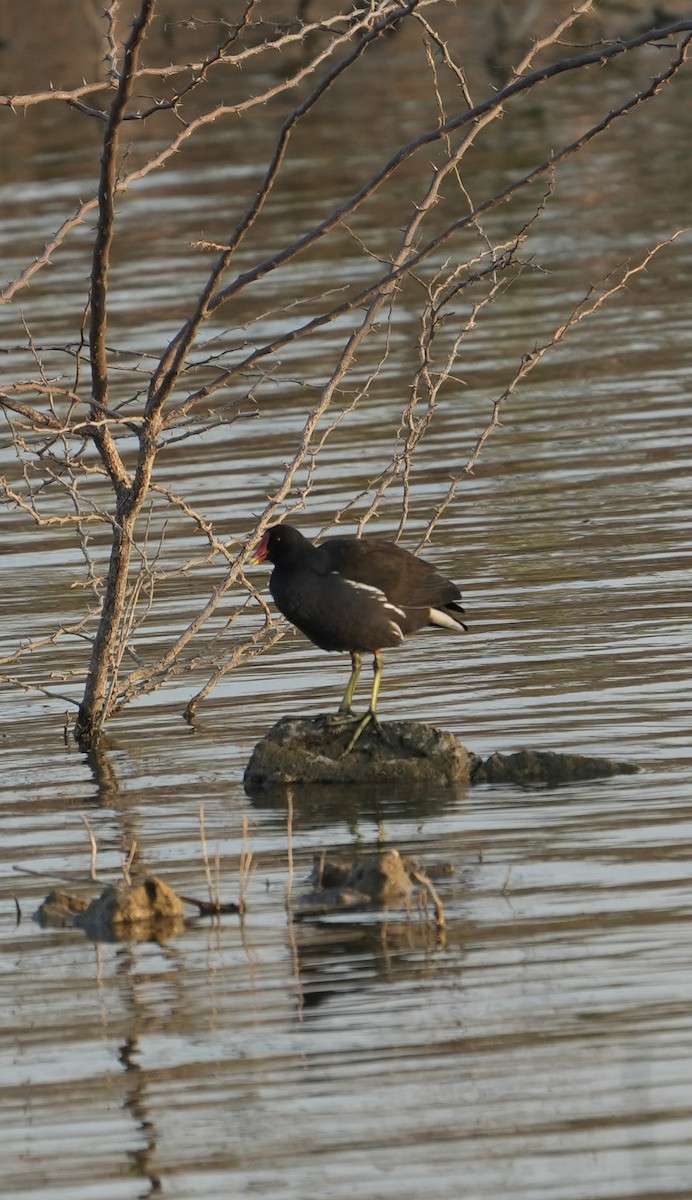 紅冠水雞 - ML646738964