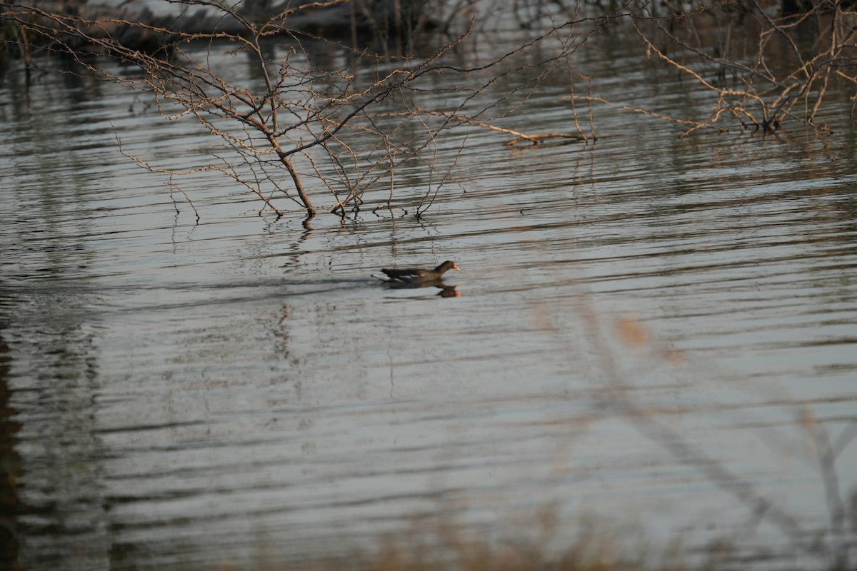 紅冠水雞 - ML646738965