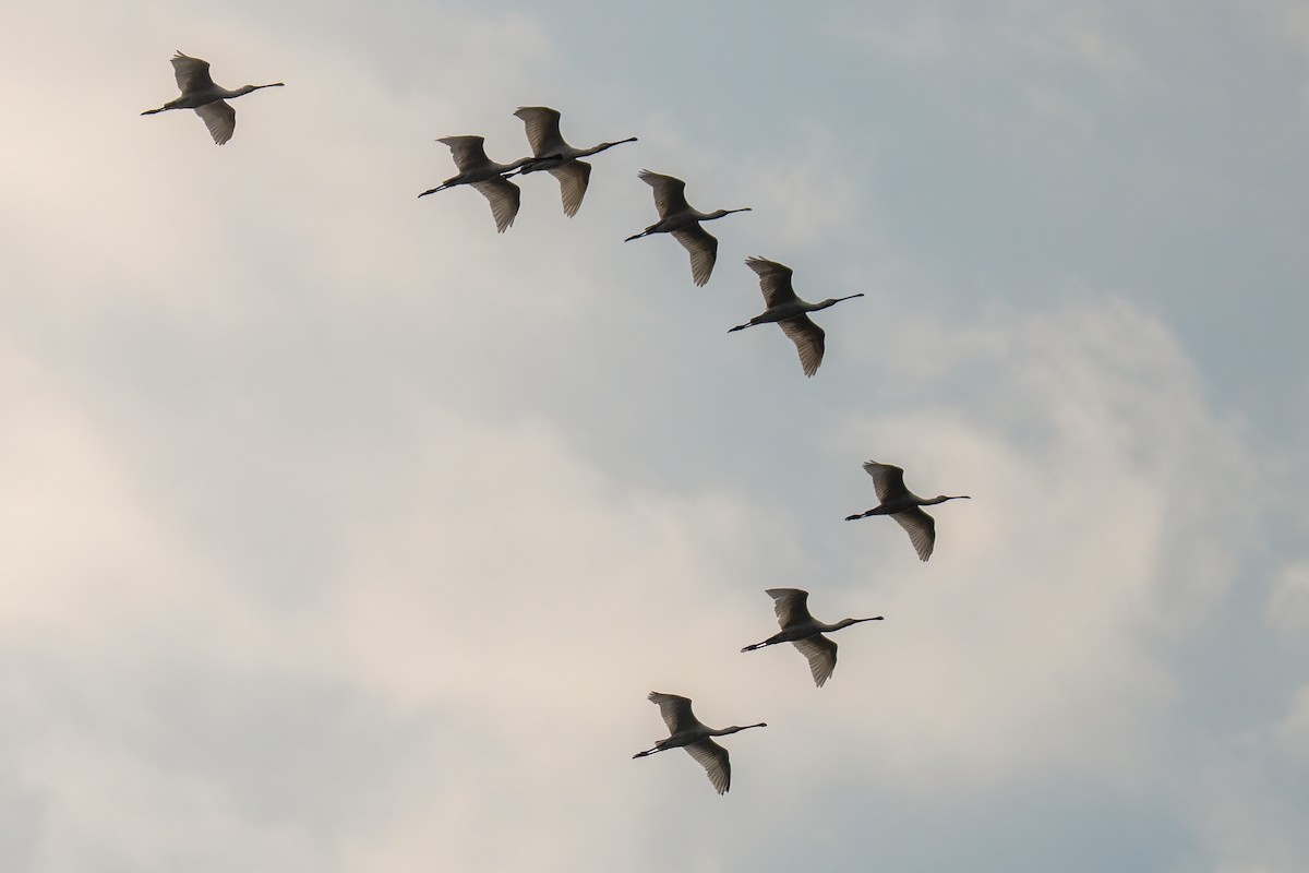 Косар білий - ML646738976