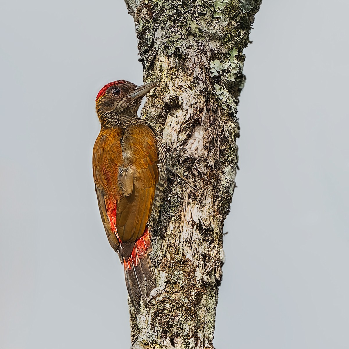 コシアカハゲラ - ML646738978