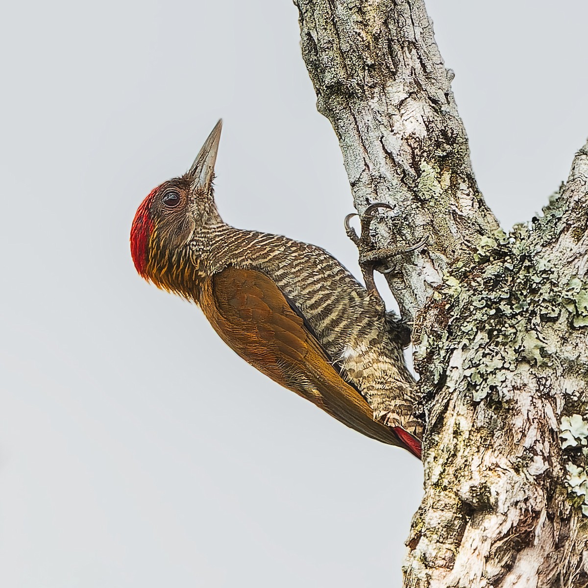 コシアカハゲラ - ML646738979