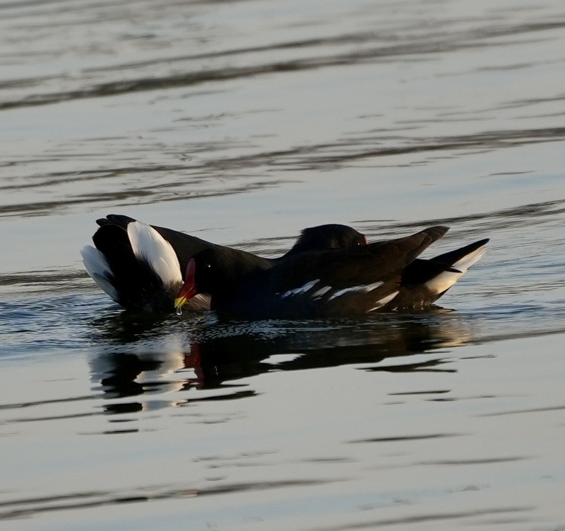 紅冠水雞 - ML646738980