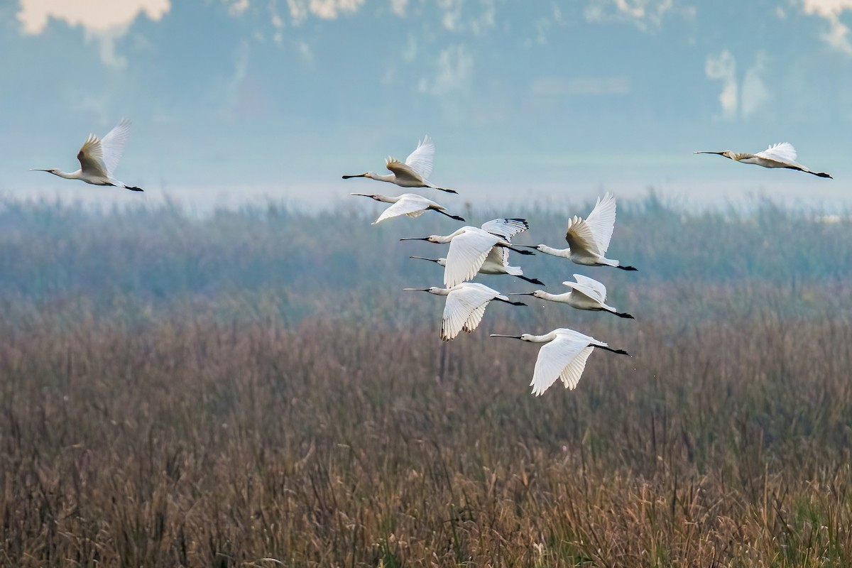Косар білий - ML646738981