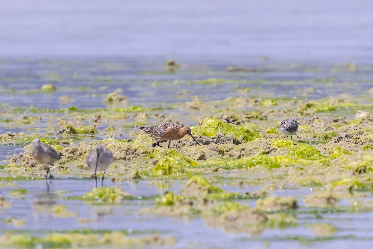 斑尾鷸 - ML646738982