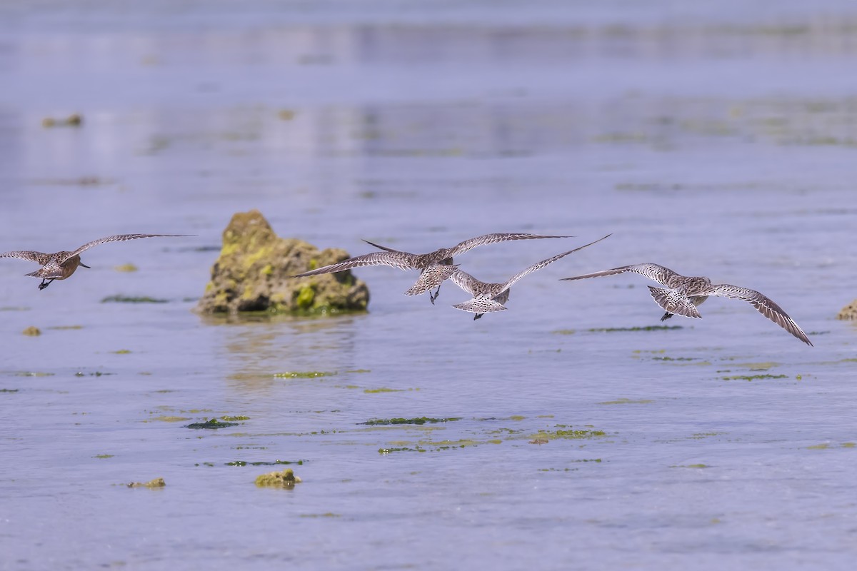 斑尾鷸 - ML646738983