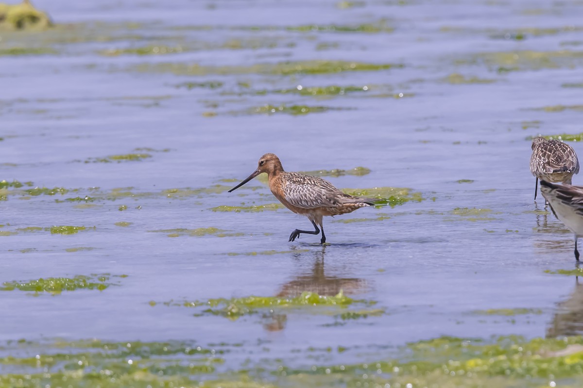 斑尾鷸 - ML646738984