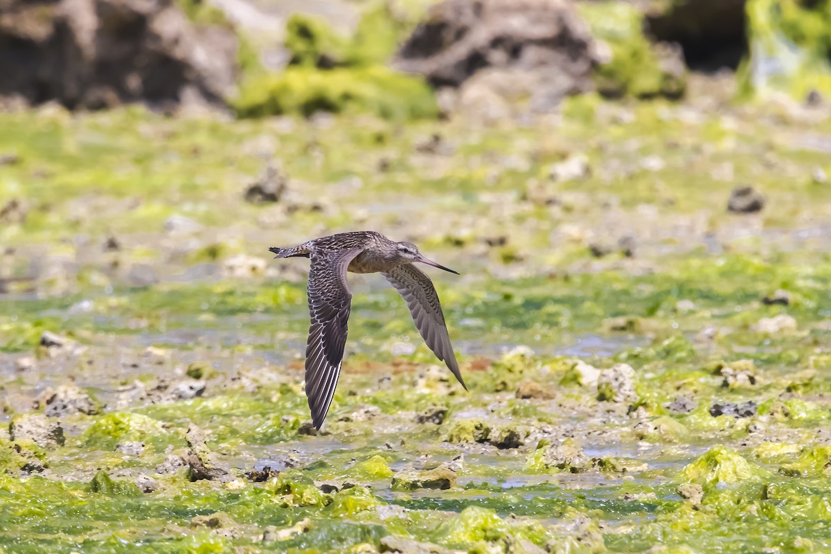 斑尾鷸 - ML646738985