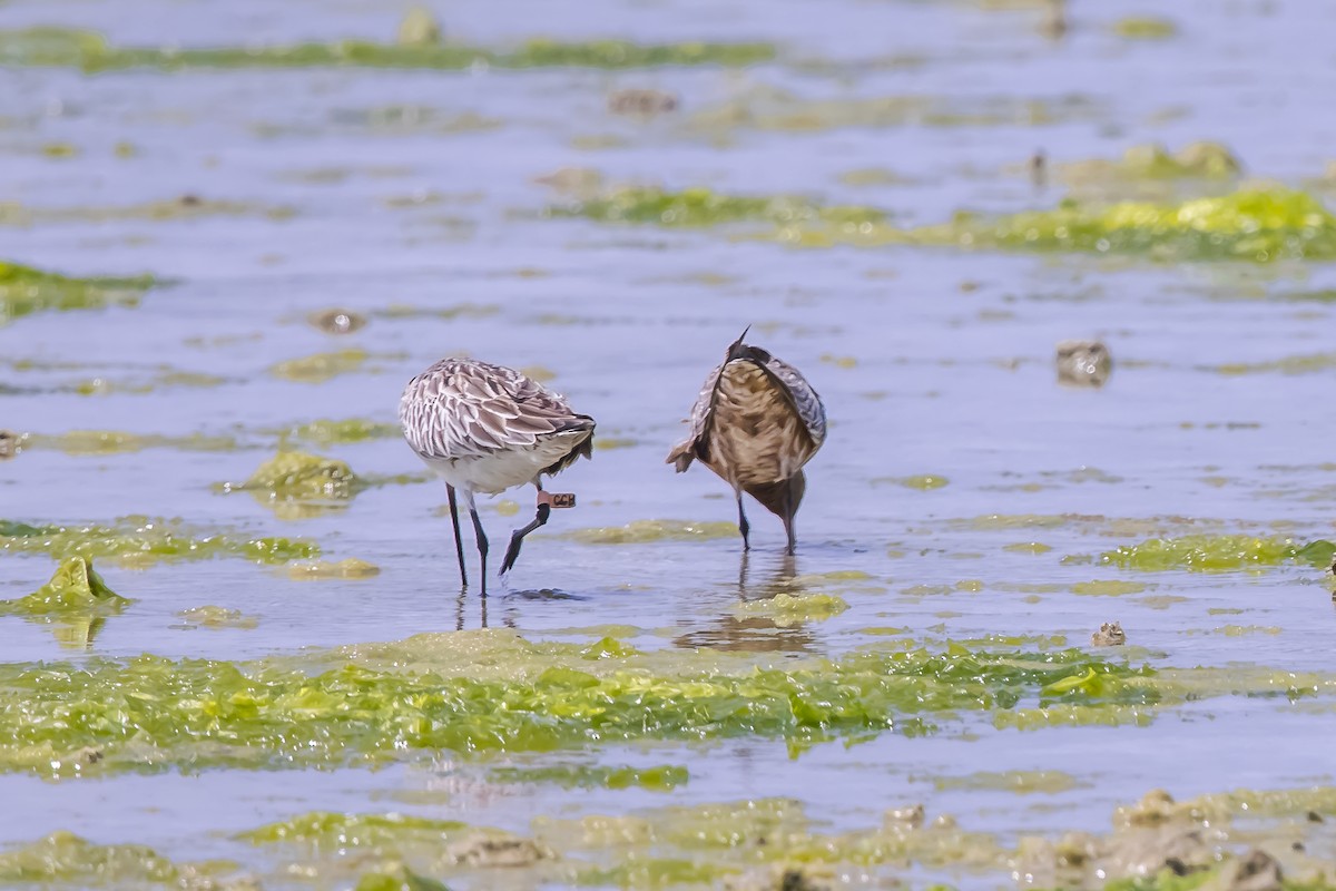 斑尾鷸 - ML646738986