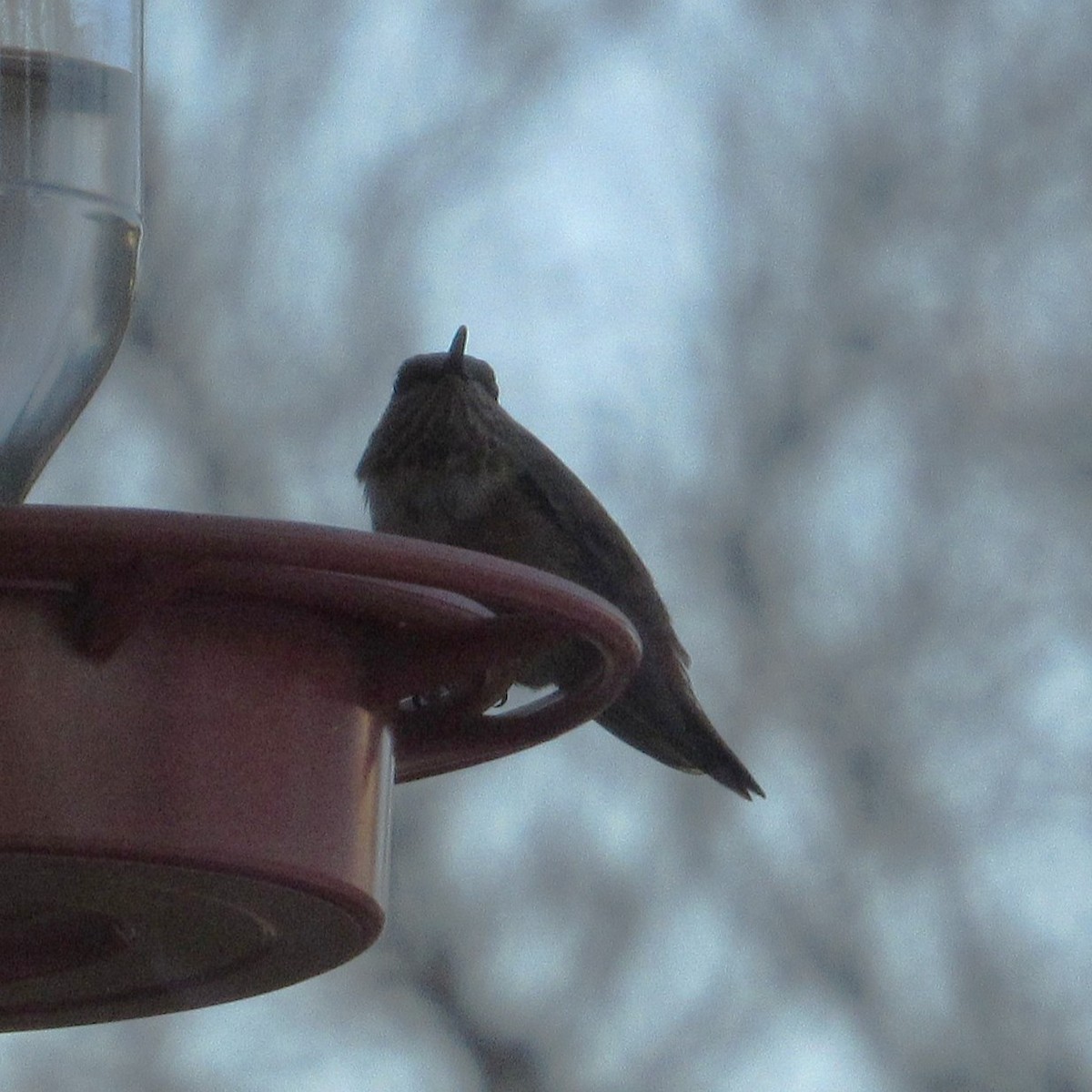 アカフトオハチドリ - ML646738988