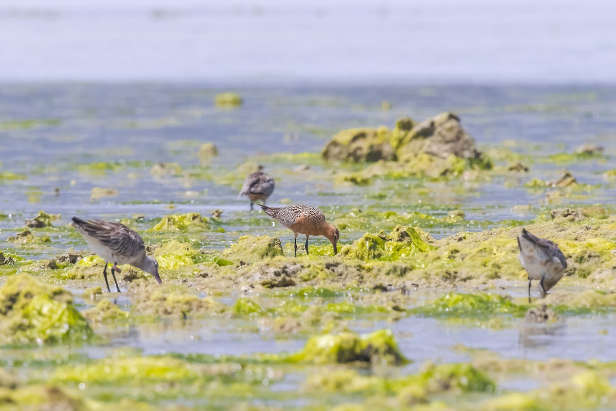 斑尾鷸 - ML646738989