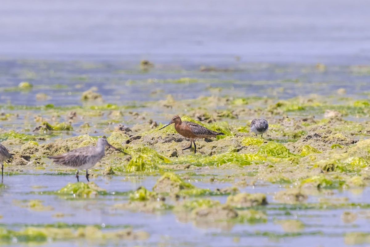 斑尾鷸 - ML646738990