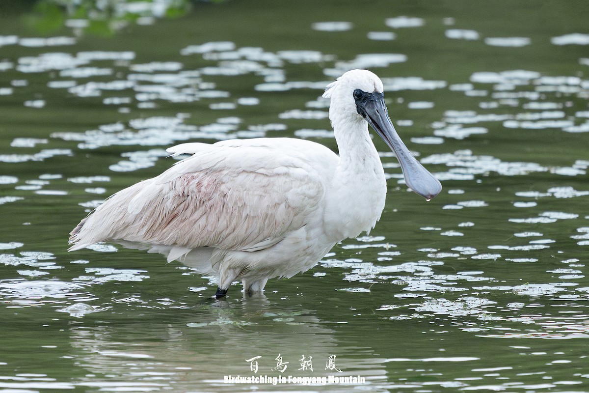 Black-faced Spoonbill - ML646738991