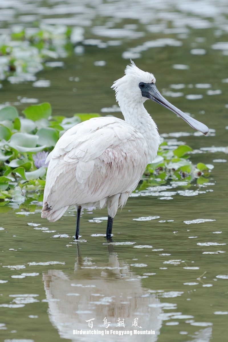 Black-faced Spoonbill - ML646738992