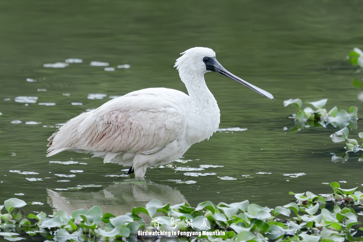 Black-faced Spoonbill - ML646738993