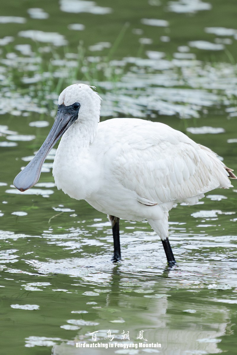 Black-faced Spoonbill - ML646738994