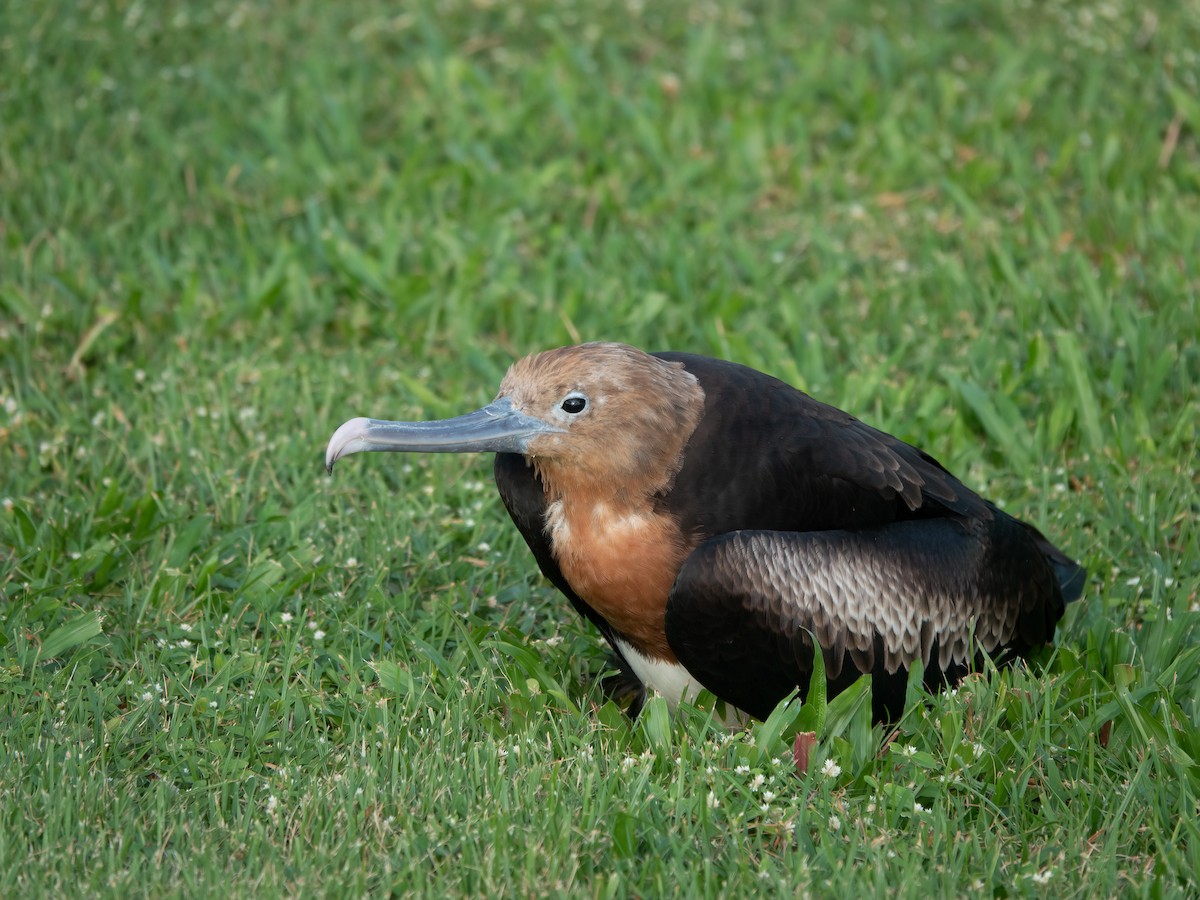 פריגט חג המולד - ML646738995