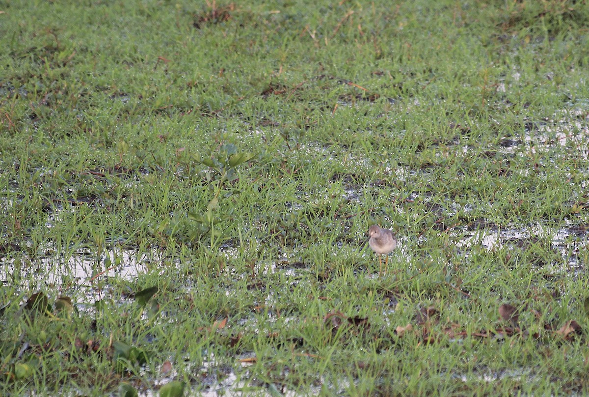 gulbeinsnipe - ML646738996