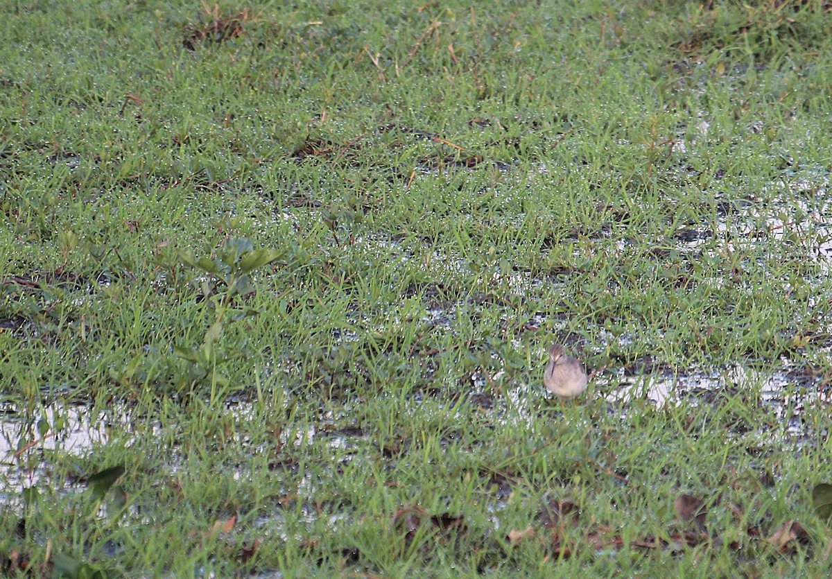 gulbeinsnipe - ML646738997