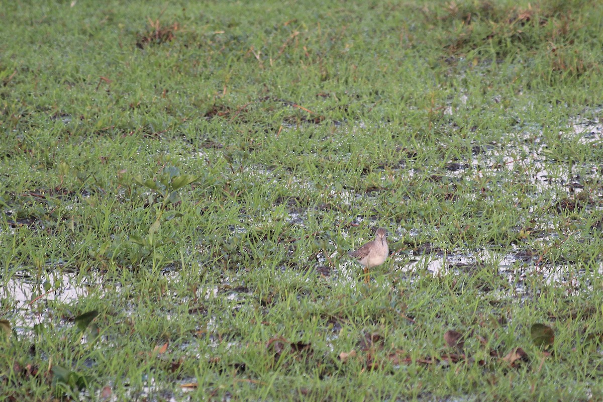 gulbeinsnipe - ML646738998
