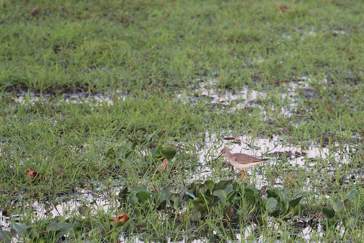 gulbeinsnipe - ML646739001