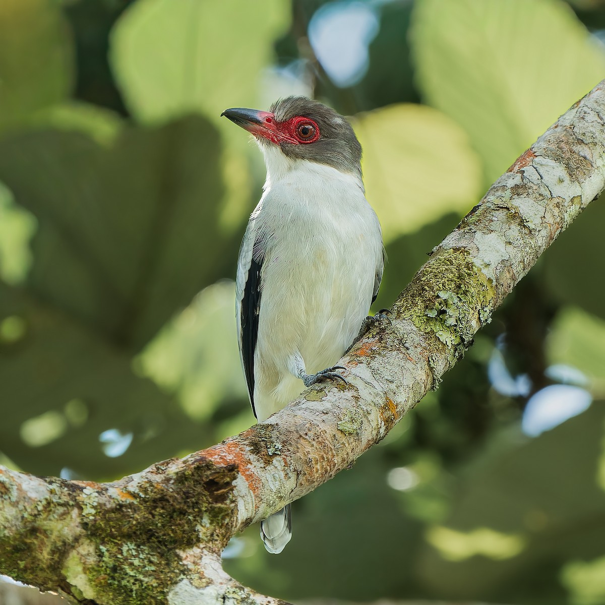 サカツラハグロドリ - ML646739005