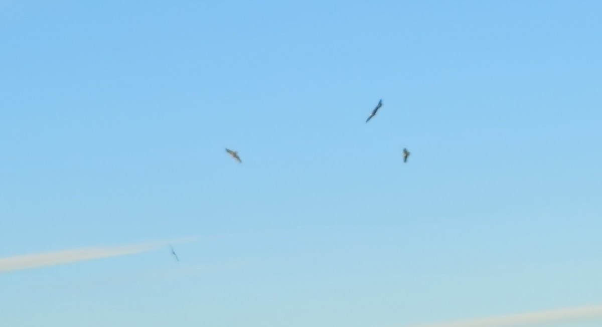 Bald Eagle - ML646739007